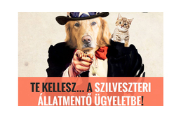 Idén is önkéntes segítőket keres a Szilveszteri Állatmentő Ügyelet