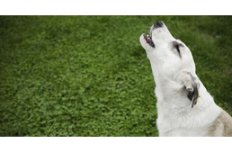 Miért vonyít a kutya, ha szirénát hall?