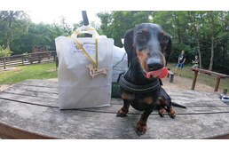 Több mint 100 tacskó bulizott együtt Nyíregyházán