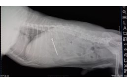 Sikerült elkapni egy nőt, aki tűkkel átszúrt húsdarabokkal akart kutyákat ölni Dunaszerdahelyen