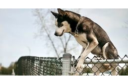 Szabadulóművész a kutyád? Így akadályozd meg a szökését!