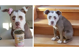 Ő az internet egyik legszomorúbb kutyája