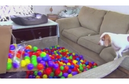 Ilyen egy igazi kutya-szülinapi meglepetés!