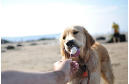 Hűsítő pohárjég kutyáknak