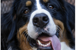 Tudod mit érez a kutyád?