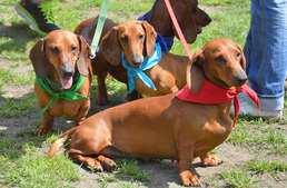 Időpontváltozás! - Ismét összegyűlnek az ország tacsisai