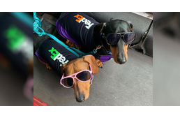 Munkaruhás tacskók segítenek a futárként dolgozó gazdijuknak a csomagszállításban