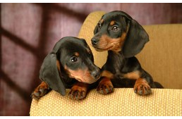 Kiskutya érkezik a házhoz? Íme 10 hasznos tipp!