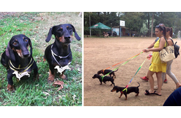 Bécsből is érkezett kutya az I. Szabolcsi Tacskó Találkozóra