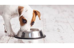 Milyen gyakran kell tisztítani a kutya tálját?