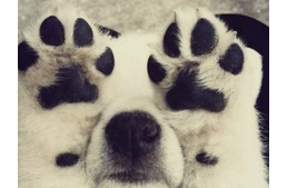 Kinek a lábszagát érzem? 