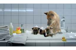 Újra kutyás reklámok hódítják meg a szívünket