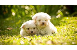 Ébredj a téli álomból: 4+1 tavaszváró tipp kutyásoknak!