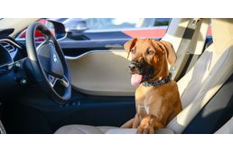 Kutya-mód érkezik a Teslákra: a funkció akár kutyaéleteket is menthet!