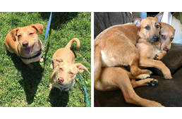 Örök barátság első látásra – saját hasonmására talált rá a kutya