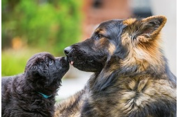 Kismancsból őszpofi – egy kutya életszakaszai