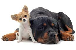 Miért remeg a kutyám? II. - Érzelmek és a "kiskutya-remegés"