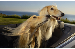 Mit tegyek, ha a kutyám fél az autóban?