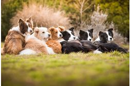 Magyar lány képe az Év kutyafotósa nyertesei közt