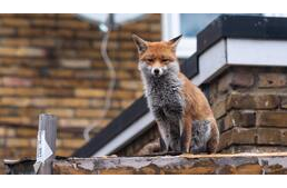 "Elkutyásodnak" a városi rókák?