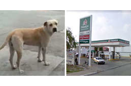 Az örökbefogadott kutya hálája: fegyveres tolvajokat zavart el az eb