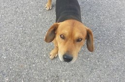 Kóbor kutya üldözte el a támadót