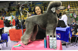 Versenyző kutyakozmetikusok