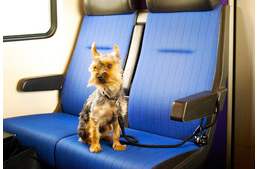 Kutyabarát vonatjáratok Amerikában