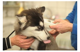 30 ezer Ft-ra büntetnek, ha nem jelented be a kutyádat?