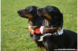 A tacsik bűvöletében – már öt éve!