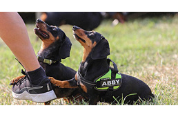 Tacskók szállták meg Gödöllőt