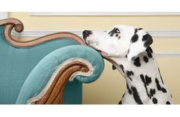 Ki mondja meg, tarthatok-e kutyát a társasházban?