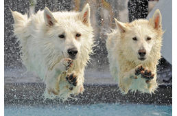 A legkedveltebb kutyás vízi sportok