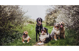 Kirándulás, túrázás kutyával - 4+1 érv, miért érdemes minél többször útnak indulni