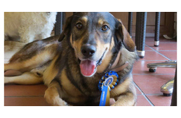 Kutyabarát túra a Budai-hegységben