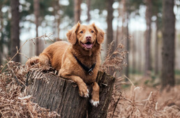 Kora tavaszi erdőlátogatási korlátozások lesznek az ország több pontján