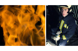 Szekrény alá bújva vészelte át a lakástüzet egy kutya