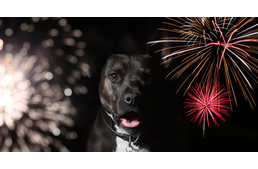 Fellélegezhetnek a kutyások Cegléden: tűzijáték helyett lézershow lesz augusztus 20-án