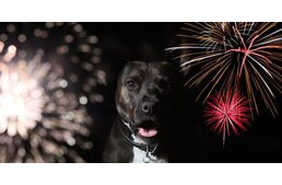 Nem lesz tűzijáték idén augusztus 20-án Pécsett