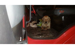 Jeges vízből mentettek egy kutyát a tűzoltók