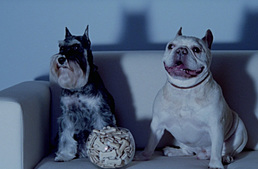 Szoktak a kutyák tv-t nézni?