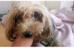 Átkelt a szivárványhídon a megvert, és zsákban utcára dobott yorkie