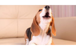 A fiatal felnőtteket bosszantja leginkább a kutyaugatás