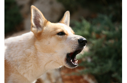  A többi kutya számára is információt hordoz az ugatás 
