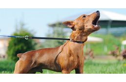 Feljelenthetik a gazdikat Ausztráliában, ha kutyájuk sokat ugat