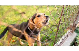 Kutyások figyelem: a hatóságok razziáznak Kaposváron!