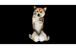 Rendhagyó fotósorozat: kutyák alulnézetből