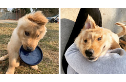 Újabb unikornis-kutya bukkant fel a neten, akiért megőrülnek az emberek