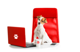 Magukkal vihetik kutyájukat munkába az egyik legnagyobb biztosító munkatársai 