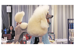 Nemzetközi mezőny versengett a legjobb kutyakozmetikusnak járó díjért